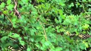 zebra longwings