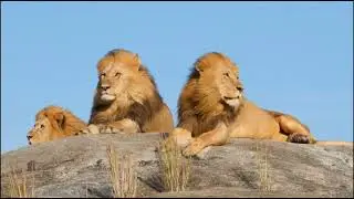 #How the Lion King grew from Cub to Adult.