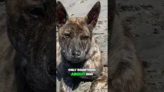 Meet the Phu Quoc Ridgeback - One Of World's Rarest Dogs (Vietnamese Ridgeback)