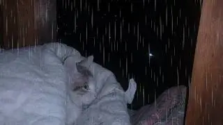 Cozy Cat Watching Rain from the Window | Heavy Rain Sounds for Sleep