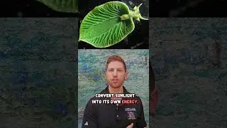 Слизень, который осуществляет фотосинтез подобно растению!
