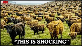 They Abandoned Cows On An Uninhabited Island - 130 Years Later Experts Found Something Unexpected