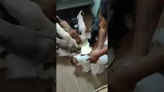Feeding Time
