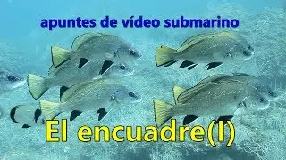 Apuntes de vídeo submarino El encuadre (I)