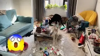 🤮Tenant Abandoned Cat In A Room Full Of Garbage