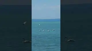 Lake Balaton #hungary #asmr #asmrhealing #beautifulnature #beautifuldestinations