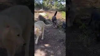 Mobbed by wolf puppies!👻🌶️🐺Aqutaq has her paws full with      🌚🐺#MoonieWolf and 🌞🌚#SunnyWolf