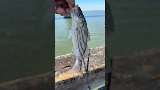 Landing big ones at Antioch Pier! #strippedbass #striper #fishing￼￼ #pierfishing