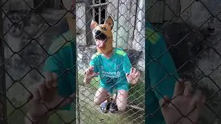Con ch&oacute; t&agrave;i năng được nhận nu&ocirc;i -Talented dog adopted #shorts