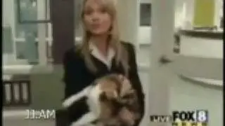 Vicious Cat Attack