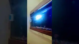 Piya kamreme cholo#shortvideo#pleasesubscribe #mychannel#indianfun