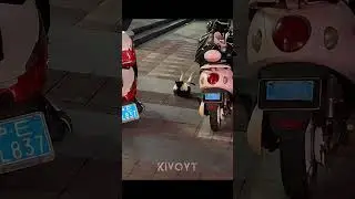 Cats Take Revenge 💀