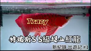 【樂魚愉人水族】Tracy特瑞斯超血紅龍S S級 出遊紀錄#1 #水族館 #樂魚愉人水族 #龍魚 #紅龍 #血紅龍