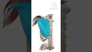 muscles involve in shoulder flexion. visit to the channel for more such videos. #ytshorts