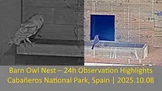 🦉 Barn Owl Nest &ndash; 24h Observation Highlights | Caba&ntilde;eros National Park, Spain | 2025.10.08