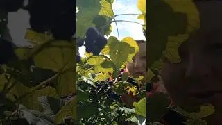 горячая пора в деревне