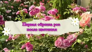 Обрезка роз после первого цветения.