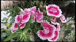 4 different coloured flowers in a whorl and 10 whorls having 10 different flowers in an area of 4sft