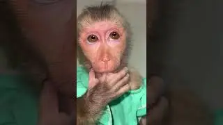 #love #animals #monkey #money #mondaymotivation #motivational #alphabet #monkeypika #monkeybibi