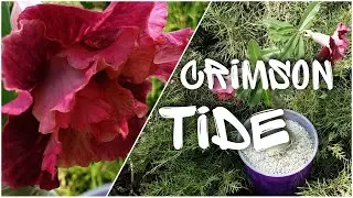 Adenium obesum Crimson Tide 🌺 Orient Adenium 🌺 Цветение адениума