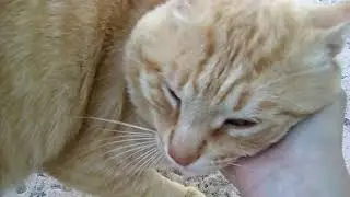 Happy Rescue Bucco Bruce my Orange Buddy