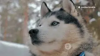 5 Dog Facts You Won&rsquo;t Believe In 60 Sec