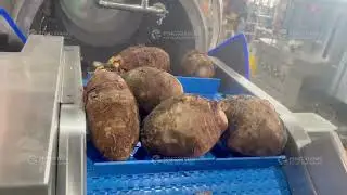 Automatic Taro Washing Line for Root Vegetables | Drum De-Mudding, Bubble & Brush Cleaning