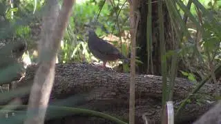 Colombe de Gundlach (Geotrygon caniceps) Grey-fronted Quail-Dove