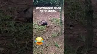 🦡💥 Zarig&uuml;eya o Mykurẽ #animals #free #animalurbano #plagas #bichos #ecologia #mundo #paraguay