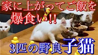子育てをよくやってる野良の母猫とガムシャラによく食べる野良の子猫たち