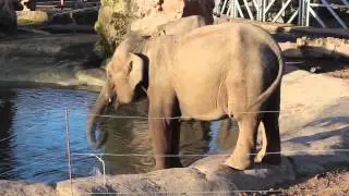 Time-Lapse, Chester Zoo, Edit 1