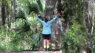 The Goethe Giant