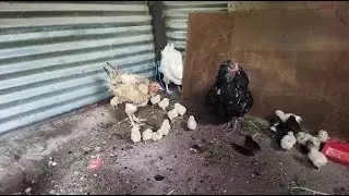 Ho fuamisa khoho : Chicken Brooding in Lesotho