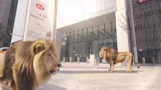 Lions Takeover in HSBC Tower