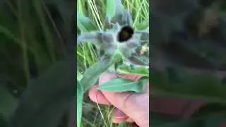 Медуница мягчайшая