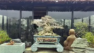 Ngày nhận cây đầu tiên tại trưng bày CCNT Mộc Thạch Kỳ Viên | Quảng Tùng