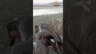 Duck Hunting In River Swat Pakistan/Gadwall Duck/ #haroonkhanhunter #birds #migration #adventure