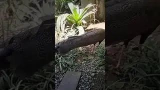 Jungle Majesty Captivating Encounter with Wild Peacocks in Sumatra