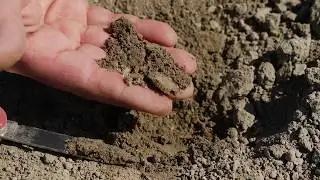 Zwalczanie chwastów w burakach cukrowych