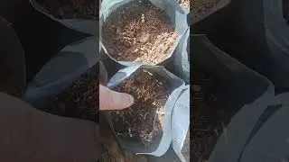 Proyecto Guamuchiles. Germinacion