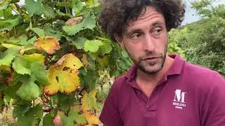 Weinzeit zu Besuch bei Marco Molino