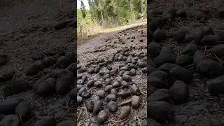 Have you ever seen moose scat?We didn't clean this up because, unlike litter, this belongs in nature