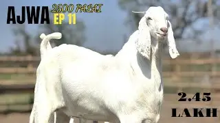 RAMADAN SERIES EP 11 AJWA GOAT FARM | MOLIPUR GUJARAT | BIG KHASSI GOAT