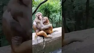 Monkey Business: The Most Hilarious Pranks & Moments in the Wild #shorts #viral #funny