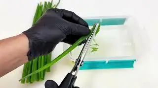 Tutorial on how to cut Scallions#Scallion leaves#Green onion#Food tutorial#Cooking