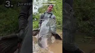 This Catfish Species is MASSIVE! 🐟🎣 #shorts #fishing #fish