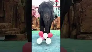 The elephant burst all the balloons in 10 seconds😱😱#animals #elephant #funny