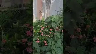 Beautiful flowers#shortsfeed #shorts #nature #flowershot #shortvideo #flowers #song