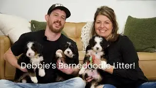 Debbie & Firestone's Bernedoodle Litter Update!