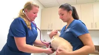 Humane Society of Manatee County Wellness Program